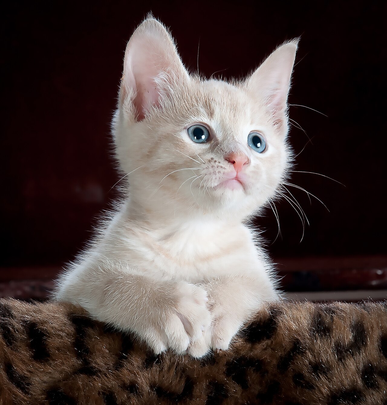 A cat sitting very still on a laboratory scale