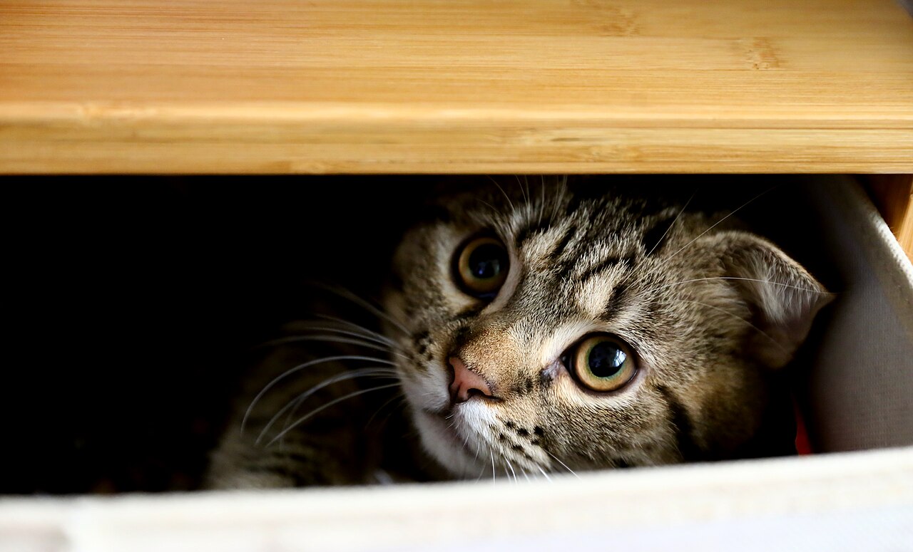A cat peering under a bookshelf into the dark